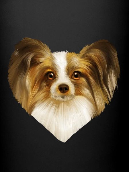 Papillon Hund Portrait