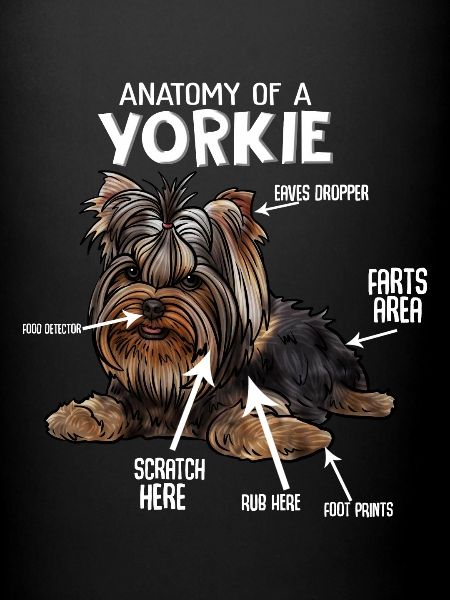 Yorkshire Terrier