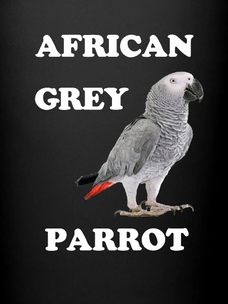 Perroquet gris d'Afrique
