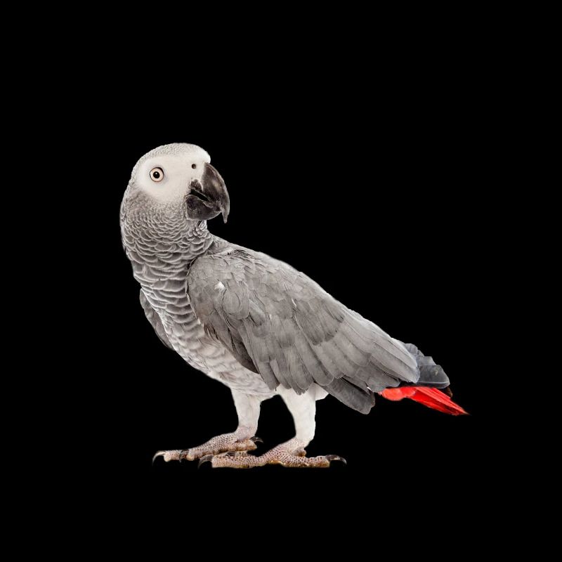Perroquet gris d'Afrique