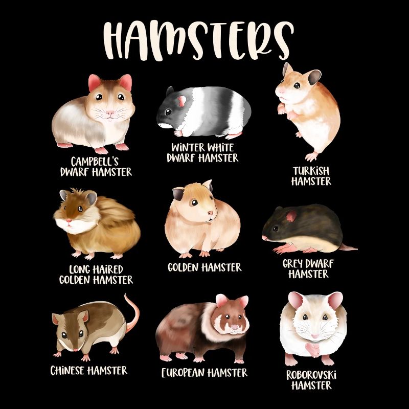 De nombreuses espèces de hamsters