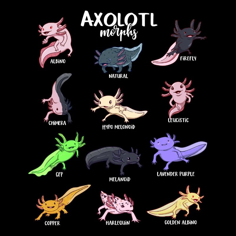 Différents types d’axolotl kawaii