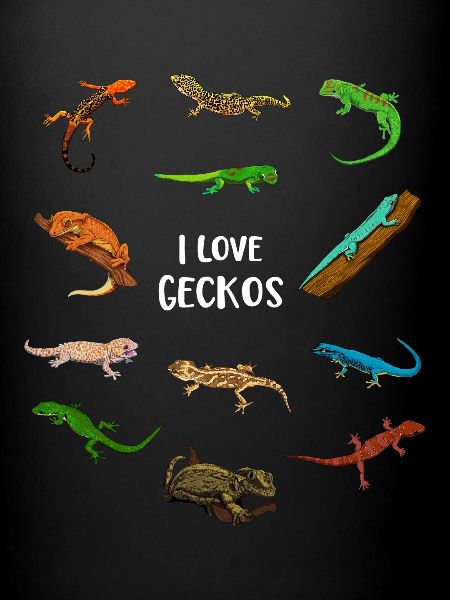 J’adore les geckos