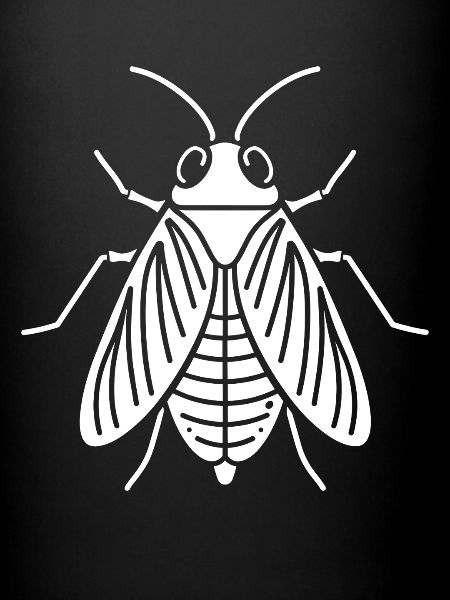 cigale