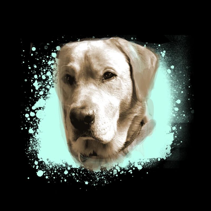 Labrador, Golden Retriever, graffit, malerei