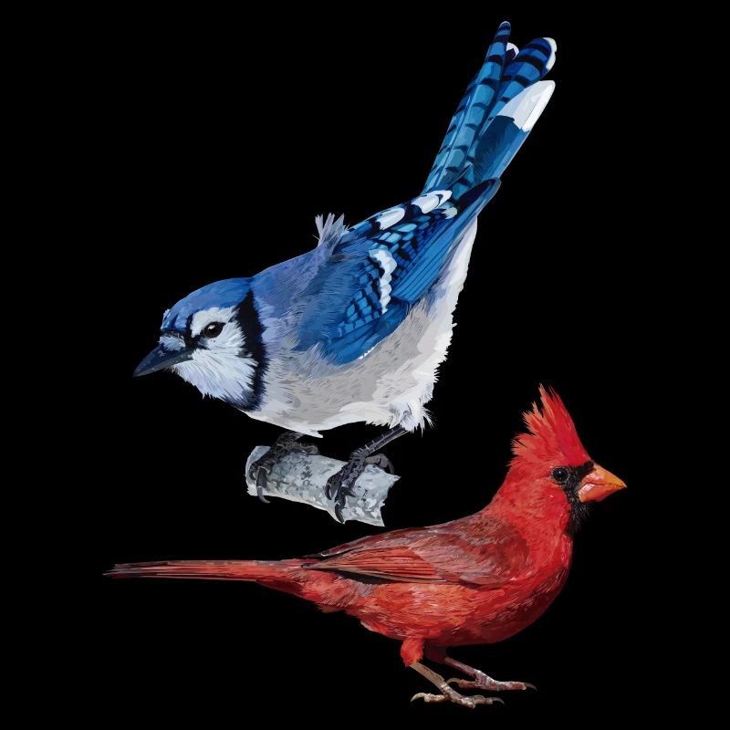 Der nördliche Kardinal und der blaue Eichelhäher