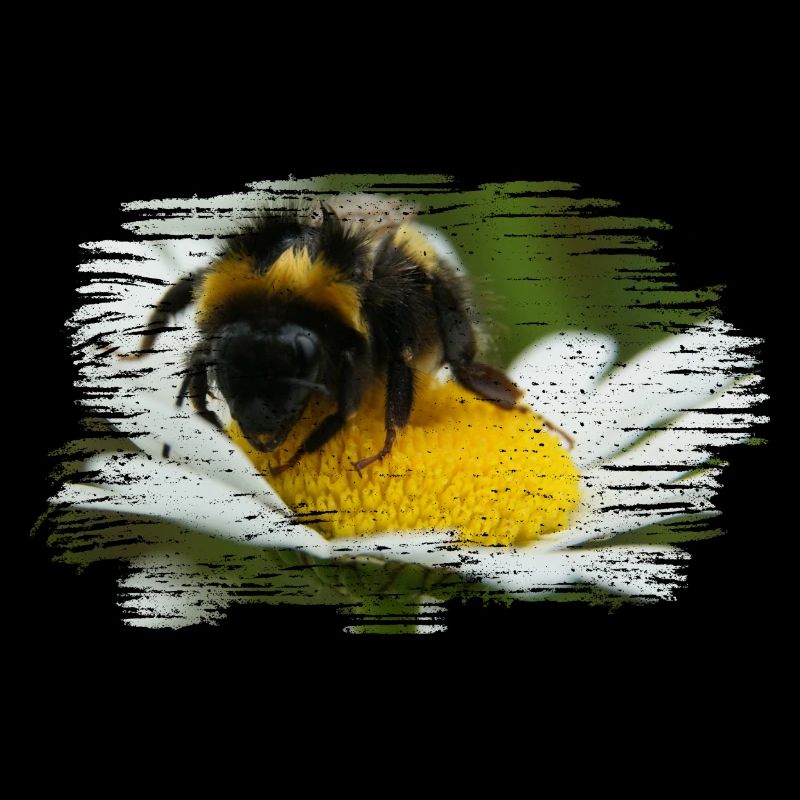 Hummeln gehört zu den Wildbienen
