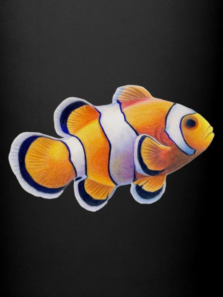 Clownfisch