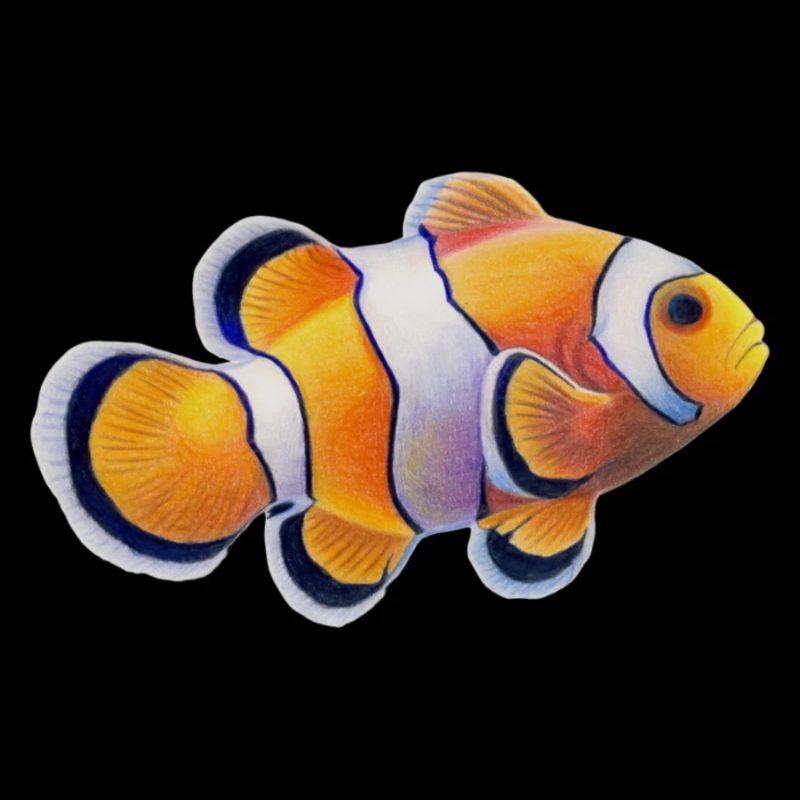 Clownfisch