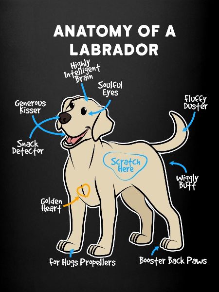 Chien Labrador