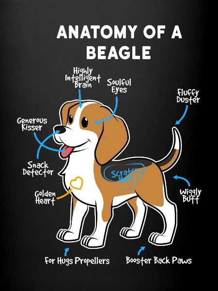 Dog Beagle