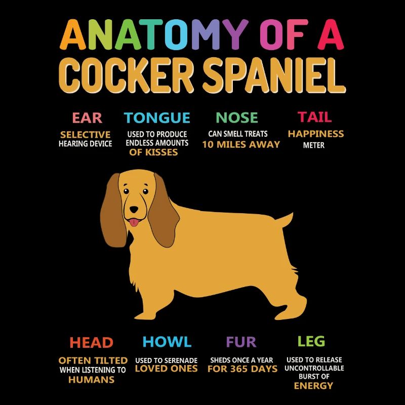 Anatomie d'un cocker