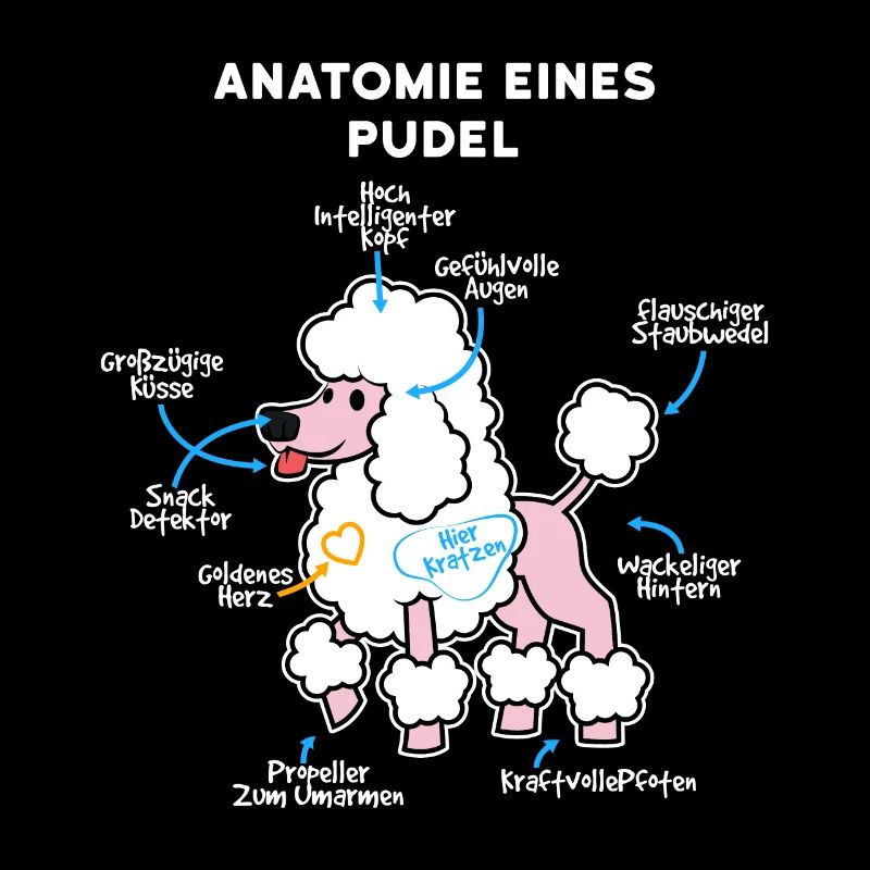 Anatomie Eines Pudel