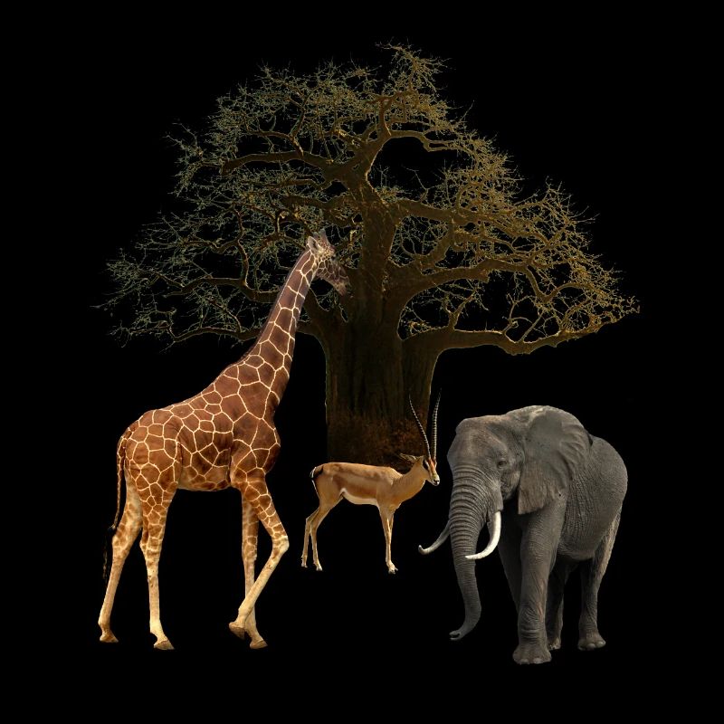 Baobab mit Giraffe und Elefant und Impala - Afrika
