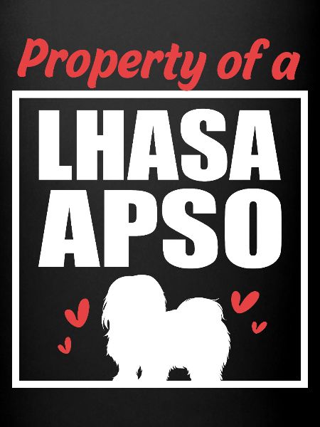 Lhasa Apso Dog