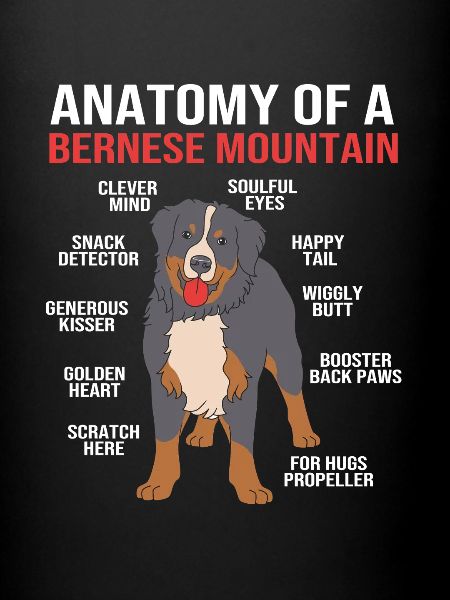 Bouvier bernois