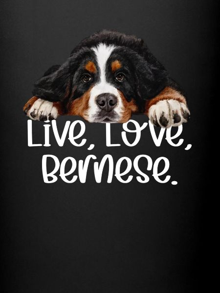 Bouvier bernois