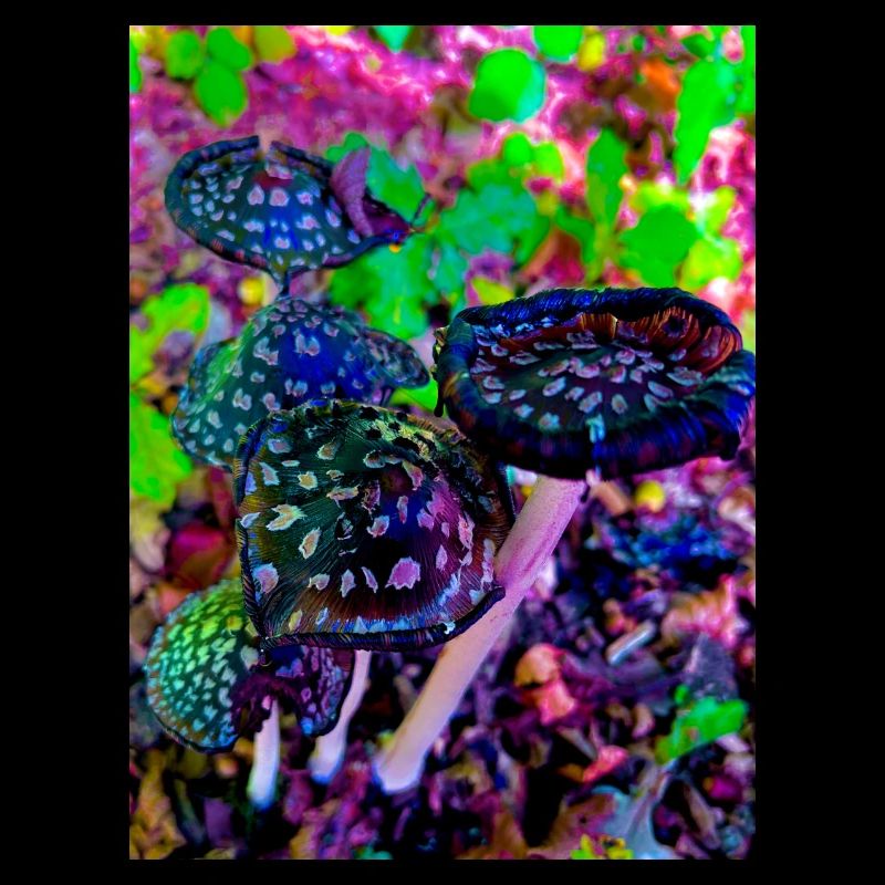Champignons magiques