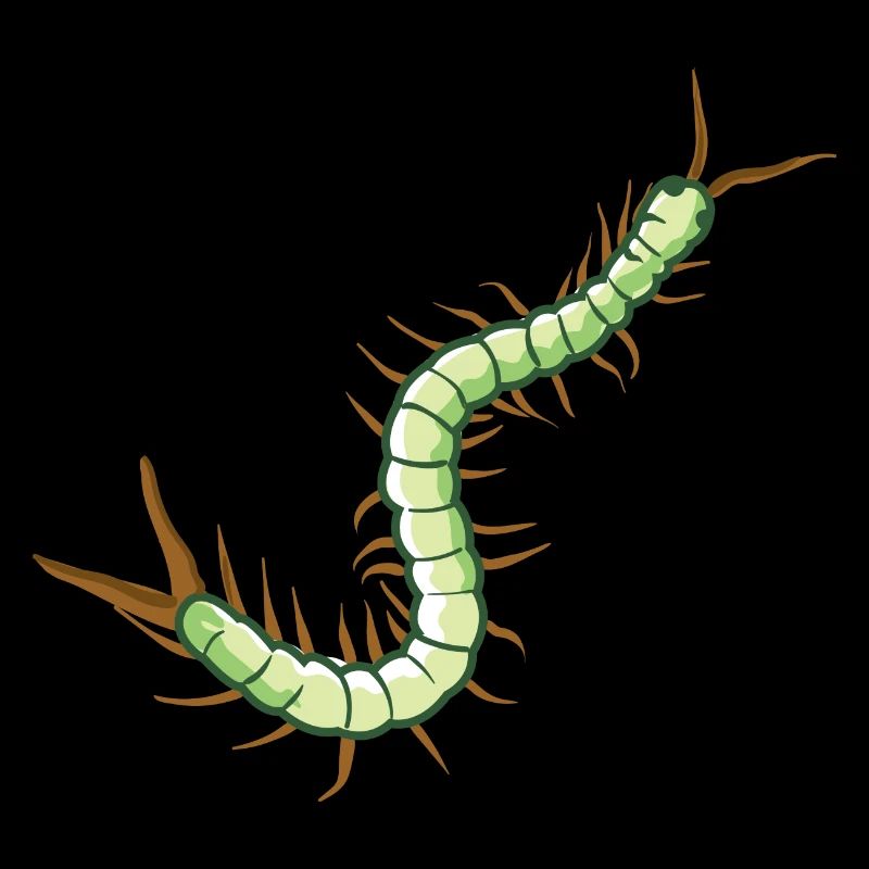 Skolopender insecte chenille Centipede toxique