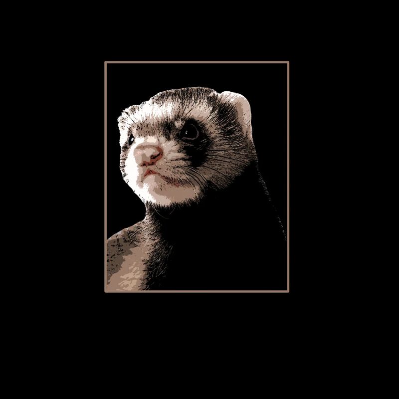 furet Iltis