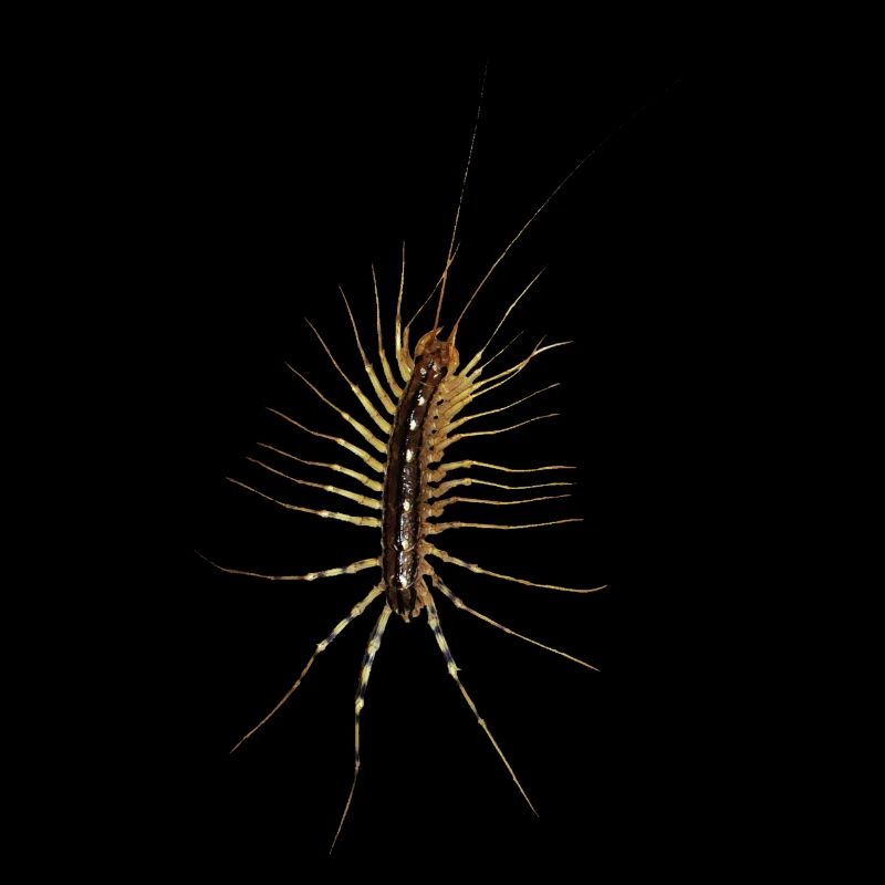 Halloween Fun Spider Runner Insect Crawl