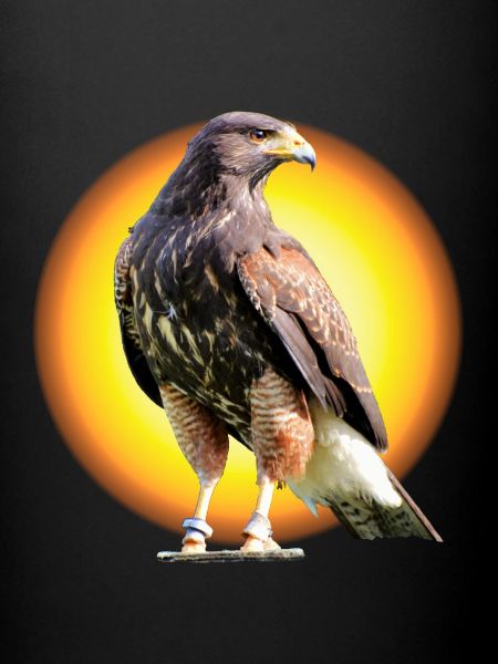 Falcon Sun