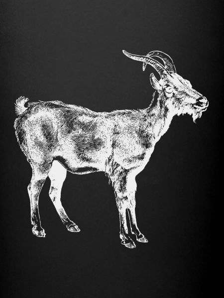 Chèvre blanche