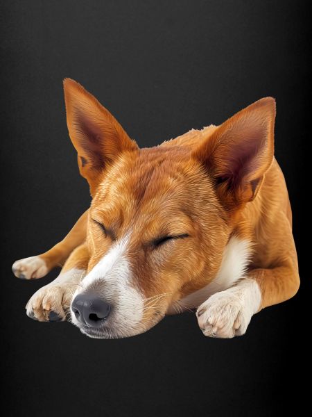 Basenji