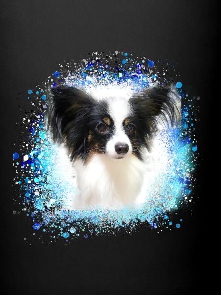 papillon,chien,spitz,zwergspitz,pompon