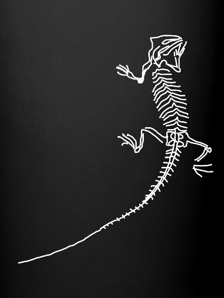Dinosaurs, fossils, paleontologist,