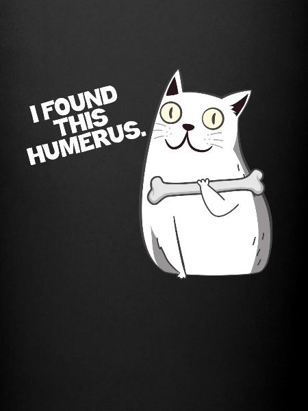 Cat bone humerus