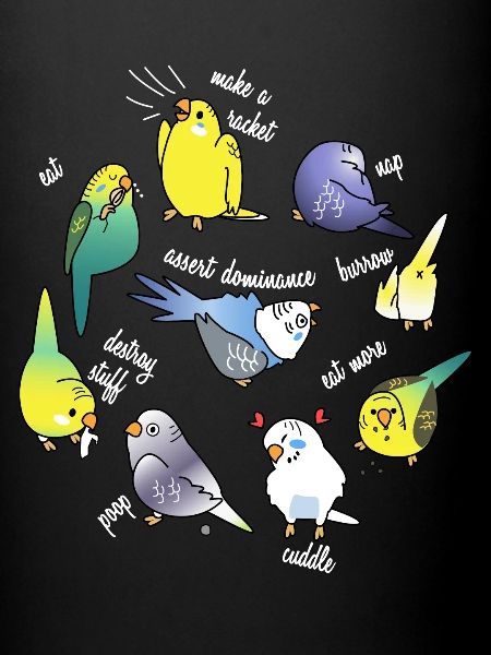 Perroquet canari perruche