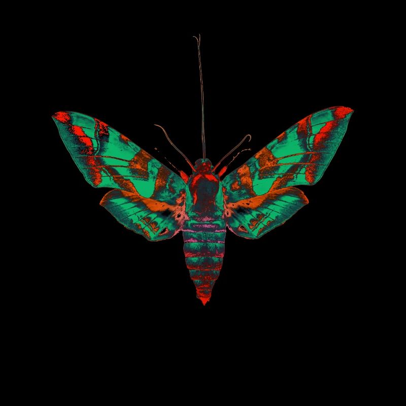Psychedelic moth