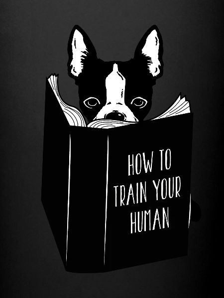 Boston Terrier