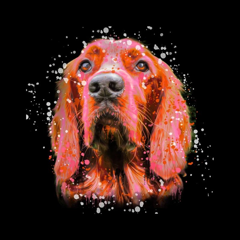 irish setter
