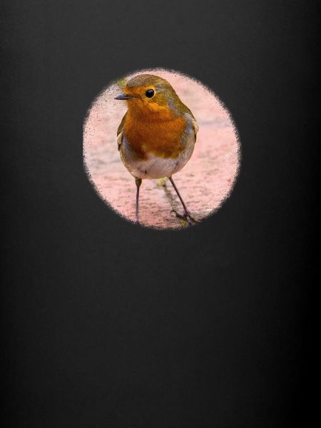 Robin Design