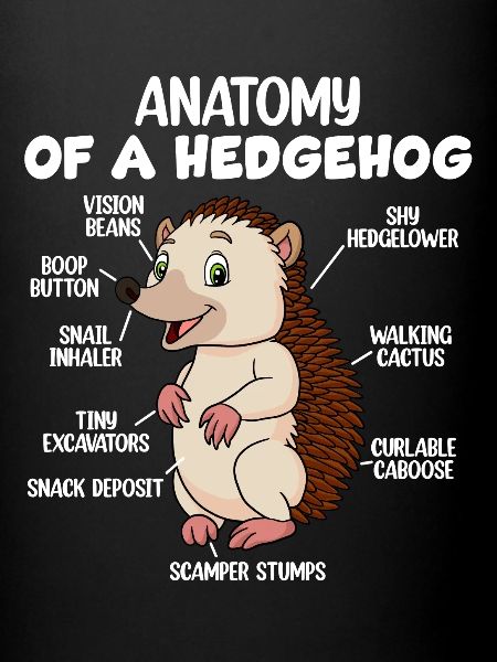 Anatomie d’un hérisson