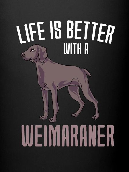 Weimaraner