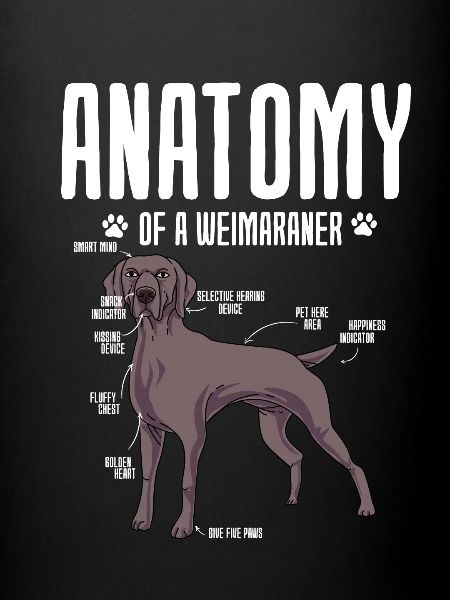 Weimaraner