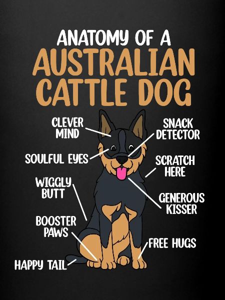 Bouvier australien