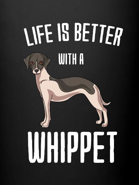 Whippet