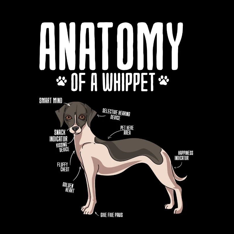 Whippet
