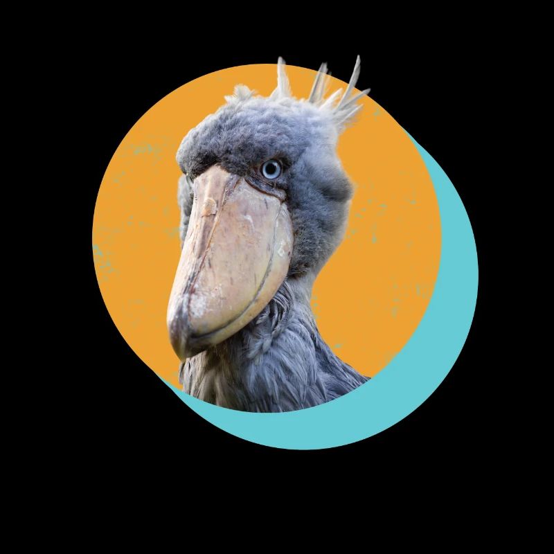 Bec-de-sabot ornitologue