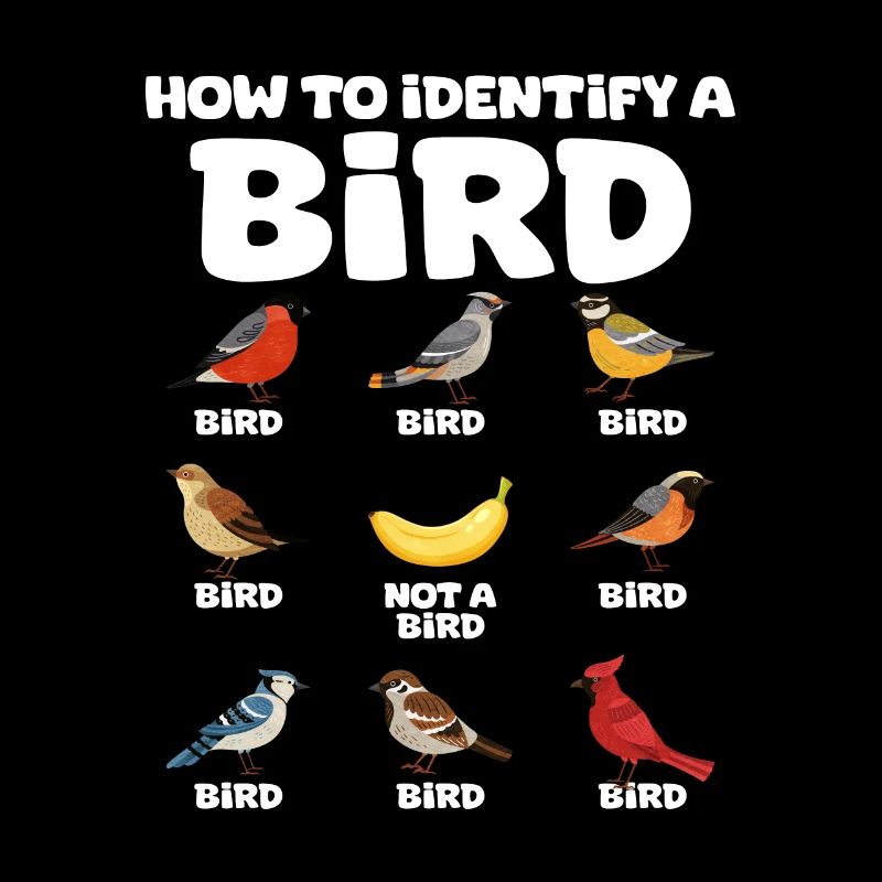 Afrikanisches Graupapagei Geschenk