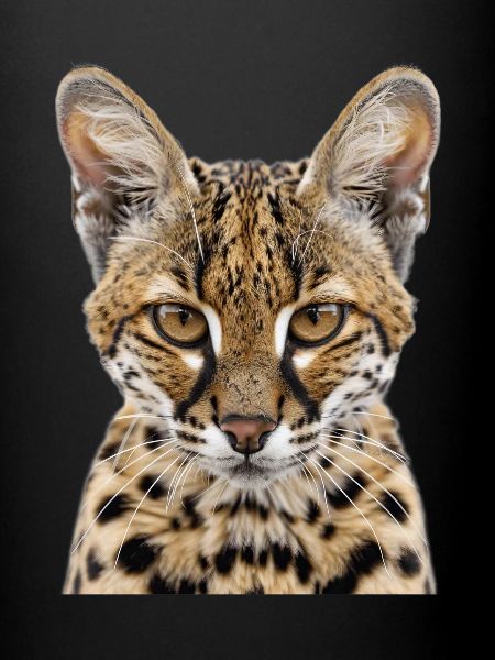 Chat de la savane