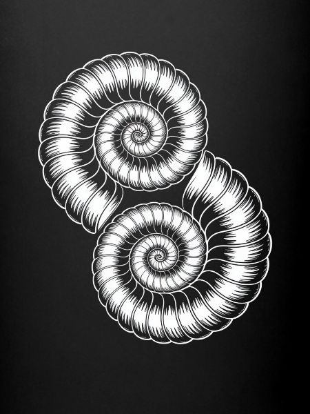 Ammonites Fossiles Préhistoriques