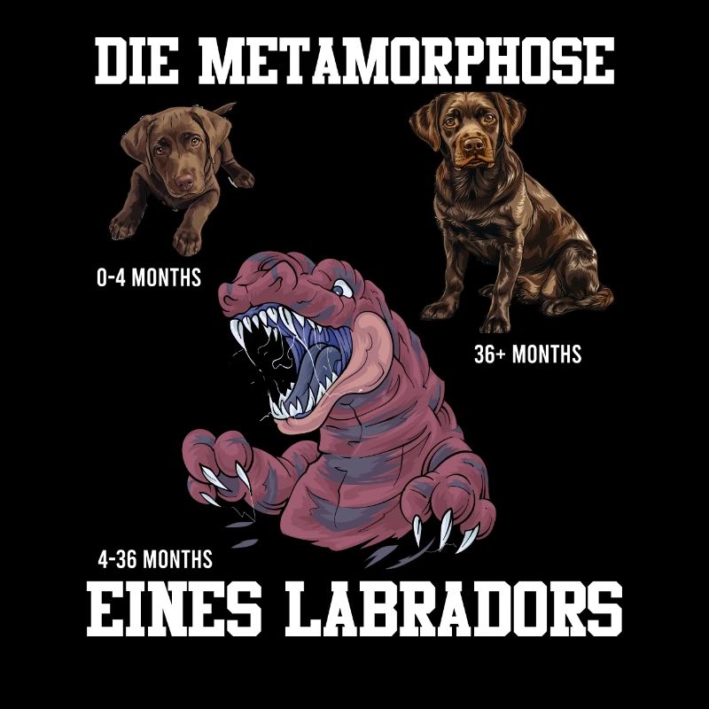 Labrador Hund METAMORPHOSE EINES LABRADORS