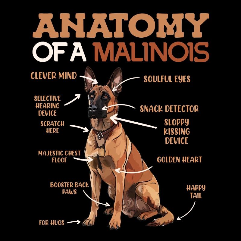 ANATOMIE MEINES MALINOIS Belgischer Schäferhund