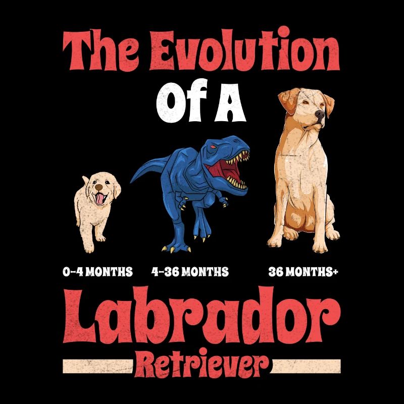 Labrador Hund DIE ENTWICKLUNG EINES LABRADORS