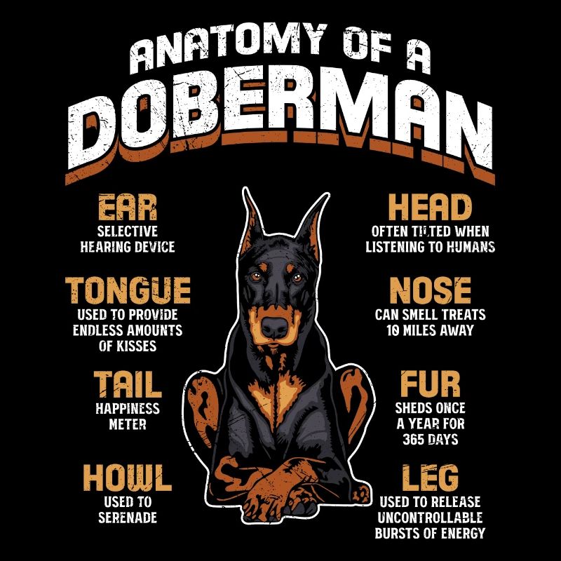 Doberman Propriétaire ANATOMIE D’UN DOBERMAN Drôle